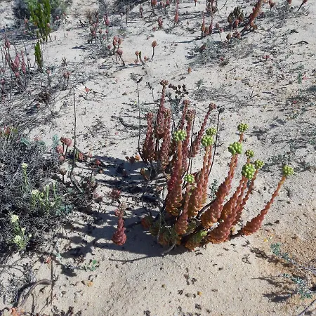 Apartmán Erik Nazaré