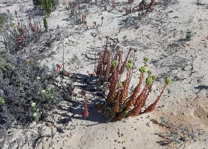 Апартаменты Erik Назаре